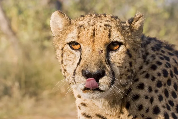 Framed Print : Cheetah (Acinonyx jubatus), Namibia, Africa
