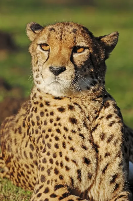 Framed Print : Cheetah (Acinonyx jubatus), native to Africa