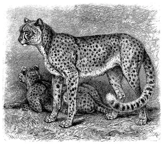 Framed Print : Cheetah (Acinonyx jubatus), a predator mainly distributed in Africa