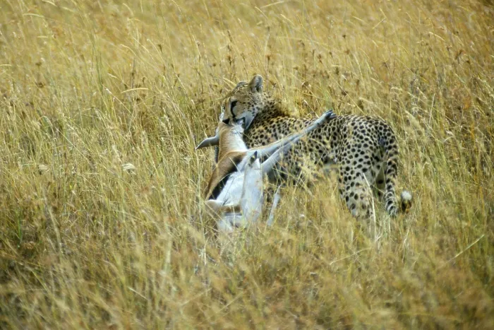 Framed Print : Cheetah (Acinonyx jubatus) with prey Framed Print : Cheetah (Acinonyx jubatus) with prey