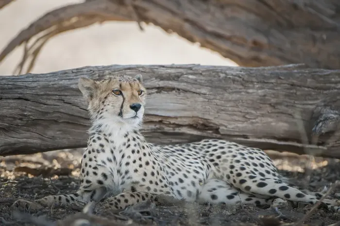 Framed Print : Cheetah (Acinonyx jubatus) resting in the shade of a tree Framed Print : Cheetah (Acinonyx jubatus) resting in the shade of a tree