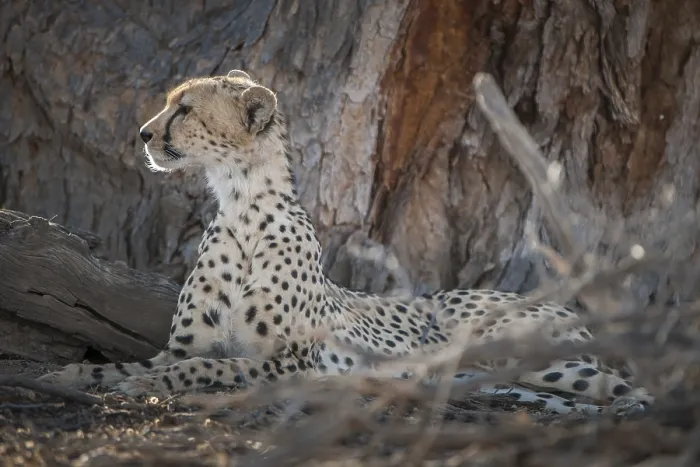 Framed Print : Cheetah (Acinonyx jubatus) resting in the shade of a tree