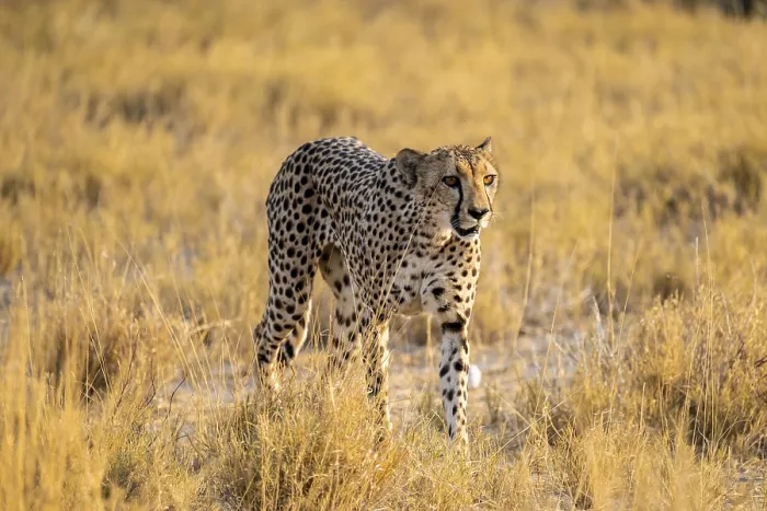 Framed Print : Cheetah (Acinonyx jubatus) running in dry savannah