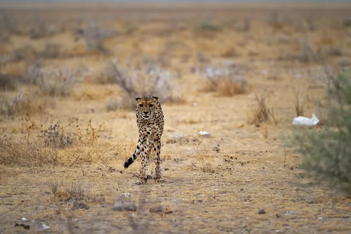 Framed Print : Cheetah (Acinonyx jubatus) runs in dry savanna