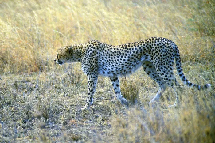 Framed Print : Cheetah (Acinonyx jubatus), Serengeti