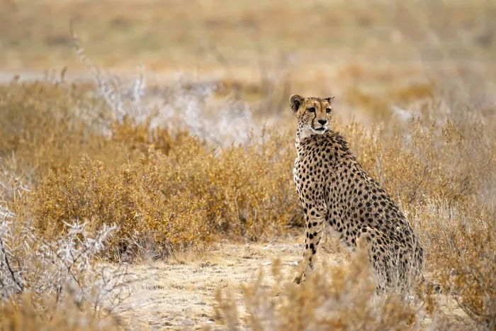Framed Print : Cheetah (Acinonyx jubatus) sits in dry savanna