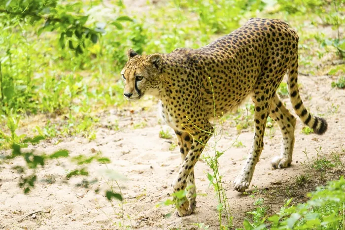 Framed Print : Cheetah (Acinonyx jubatus) walking around on the ground