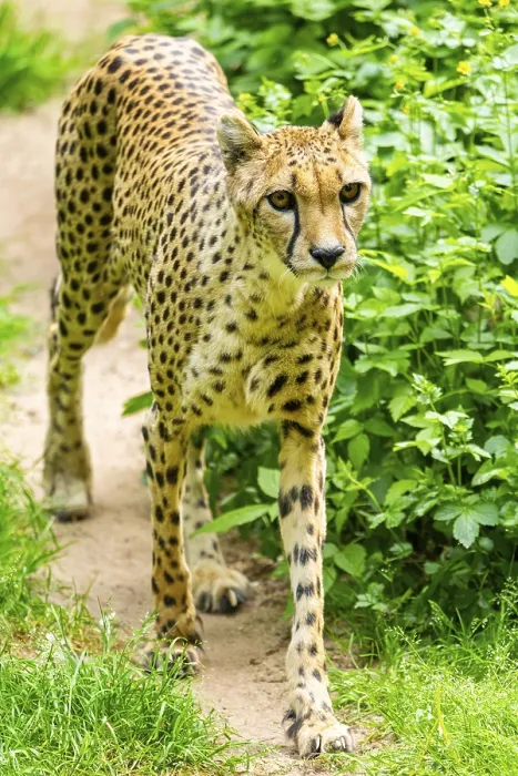 Framed Print : Cheetah (Acinonyx jubatus) walking around on the ground Framed Print : Cheetah (Acinonyx jubatus) walking around on the ground