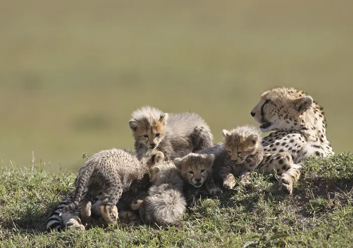 Framed Print : Cheetah (Acinonyx jubatus) with young animals Framed Print : Cheetah (Acinonyx jubatus) with young animals