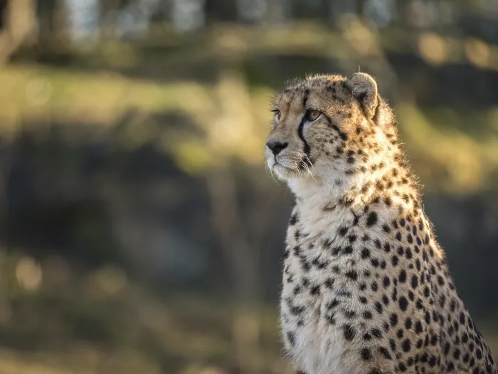 Framed Print : Cheetah, Acinonyx jubatus, in a zoo