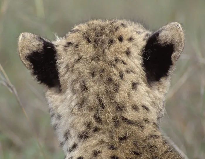 Framed Print : Cheetah cub (Acinonyx jubatus)