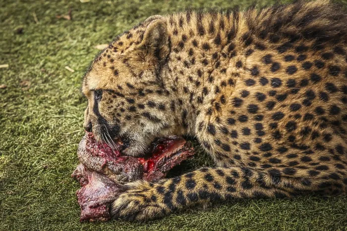 Framed Print : Cheetah feasting on a piece of fresh meat