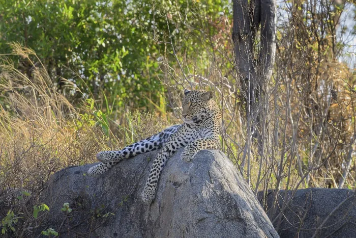 Framed Print : Cheetah lounging on a rock with dense foliage in an African setting Framed Print : Cheetah lounging on a rock with dense foliage in an African setting