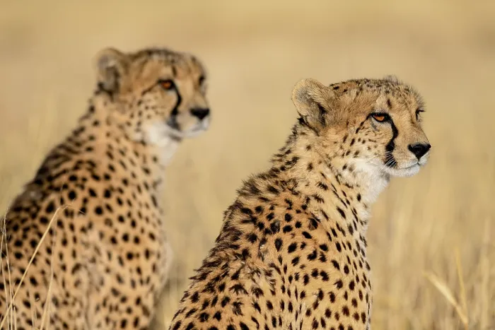 Framed Print : Two cheetahs (Acinonyx jubatus)