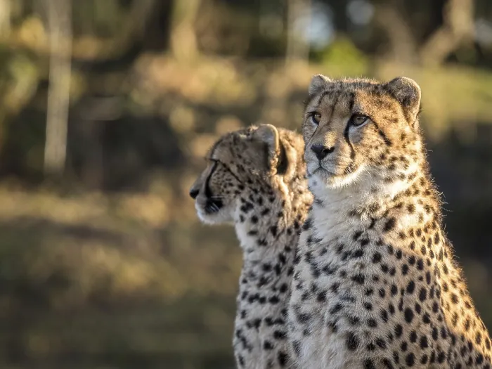 Framed Print : Two cheetahs, Acinonyx jubatus Framed Print : Two cheetahs, Acinonyx jubatus