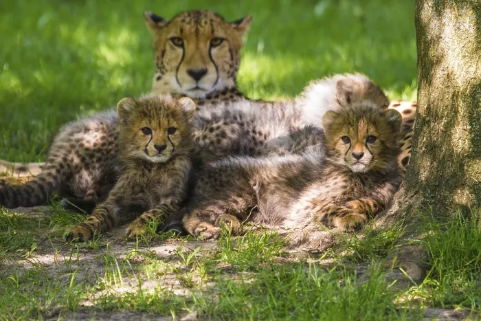 Framed Print : Cheetahs (Acinonyx jubatus), cheetah cubs Framed Print : Cheetahs (Acinonyx jubatus), cheetah cubs
