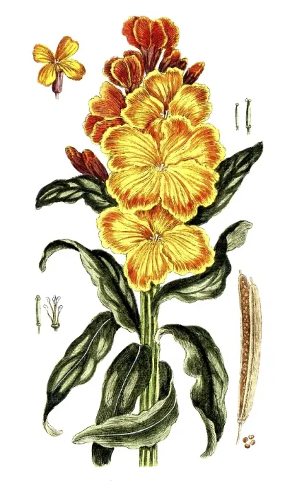 Framed Print : Cheiranthus cheiri, Erysimum cheiri, golden varnish, digital reproduction of a historical model, between 1790 and 1810