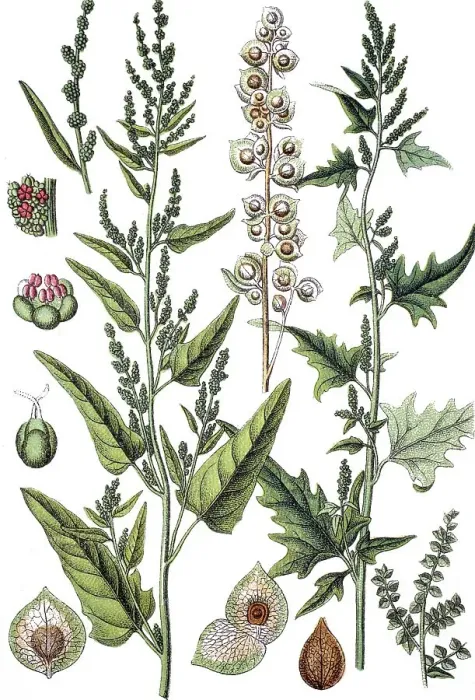 Framed Print : Chenopodium dubium nitens on the left Framed Print : Chenopodium dubium nitens on the left
