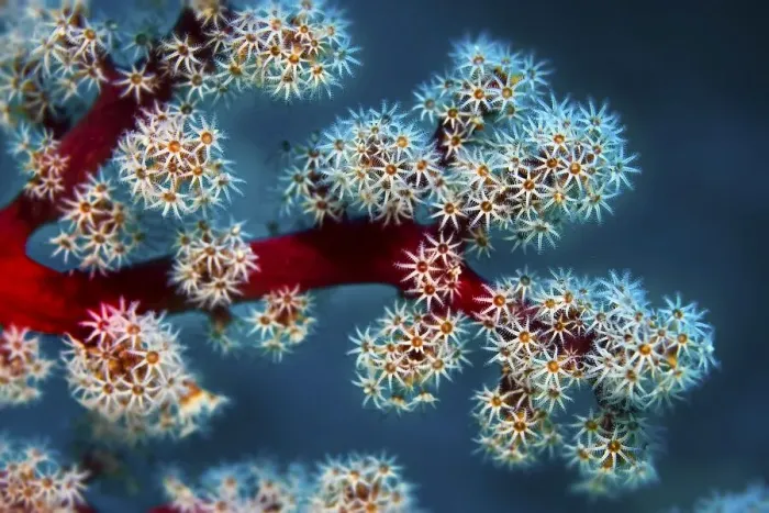 Framed Print : Cherry Blossom Coral or Godeffroy's Soft Coral (Siphonogorgia godeffroyi)