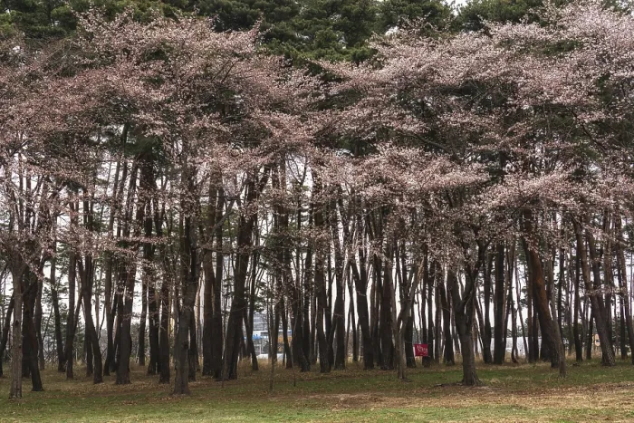 Framed Print : Cherry blossom in pine tree forest in gangneung Framed Print : Cherry blossom in pine tree forest in gangneung