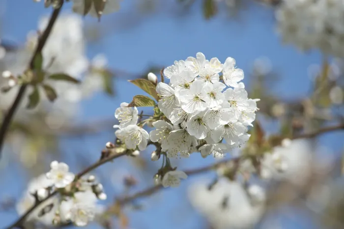 Framed Print : Cherry blossom (Prunus avium), Lower Saxony
