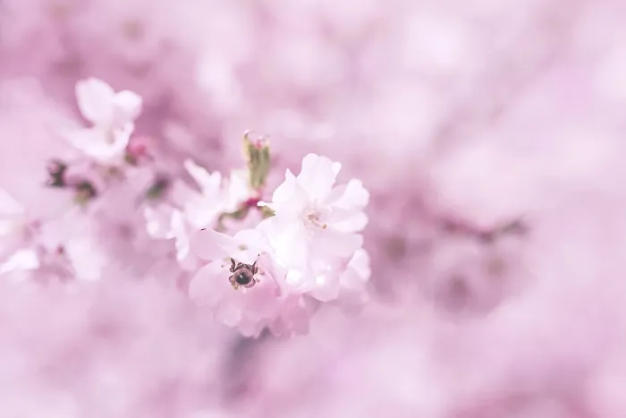 Framed Print : Cherry blossom in Vienna in spirngtime
