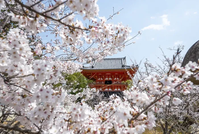 Framed Print : Cherry blossoms and red Shoro bell tower Framed Print : Cherry blossoms and red Shoro bell tower
