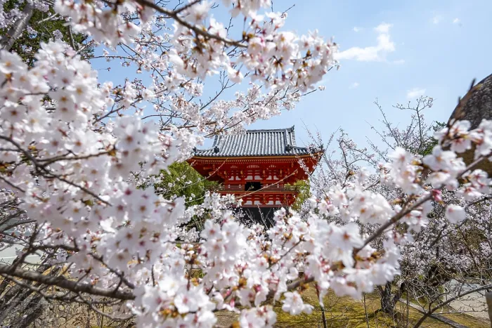 Framed Print : Cherry blossoms and red Shoro bell tower Framed Print : Cherry blossoms and red Shoro bell tower