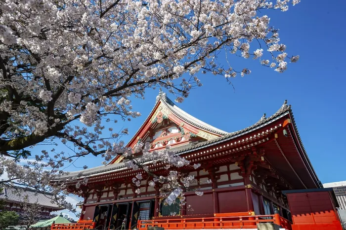 Framed Print : Cherry Blossoms and Red Temple
