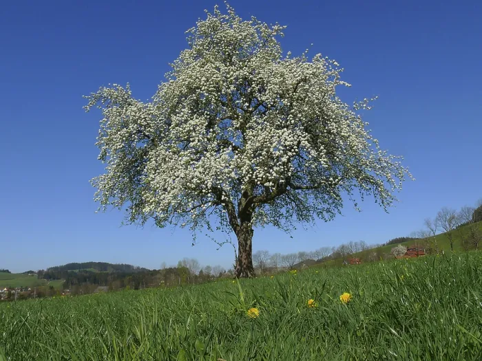 Framed Print : Cherry tree, blossoming in front of a farm in the Black Forest