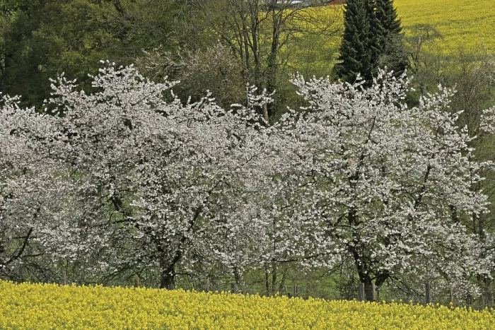 Framed Print : Cherry tree with rapeseed field in Hagen a