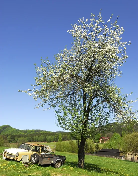 Framed Print : Cherry tree and Trabbi in the village of Hohenleipa (Vysoka Lipa)