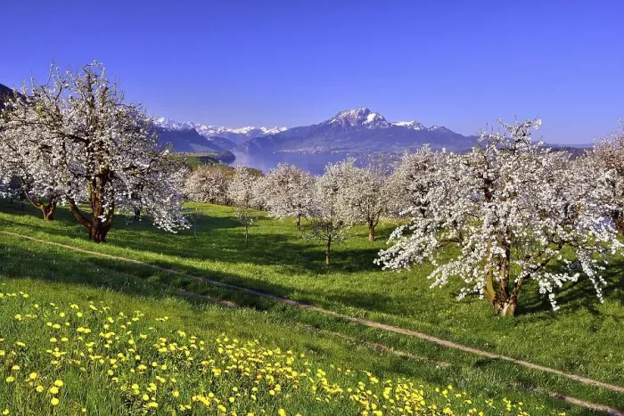 Framed Print : Cherry trees (Prunus) in bloom at Kuessnacht am Rigi