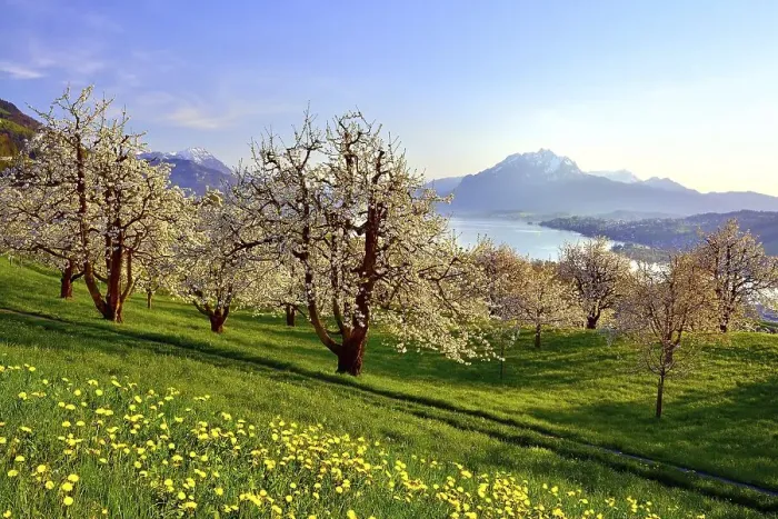 Framed Print : Cherry trees (Prunus) in bloom at Kuessnacht am Rigi Framed Print : Cherry trees (Prunus) in bloom at Kuessnacht am Rigi