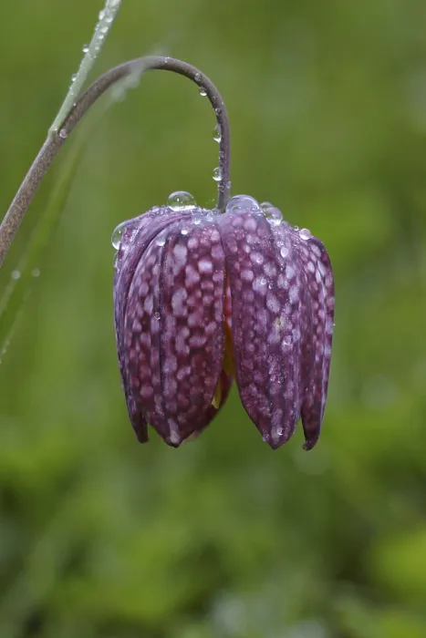 Framed Print : Chess flower, Fritillaria meleagris