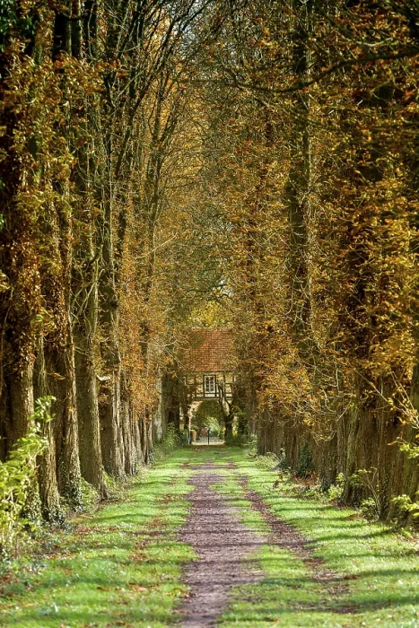 Framed Print : Chestnut avenue