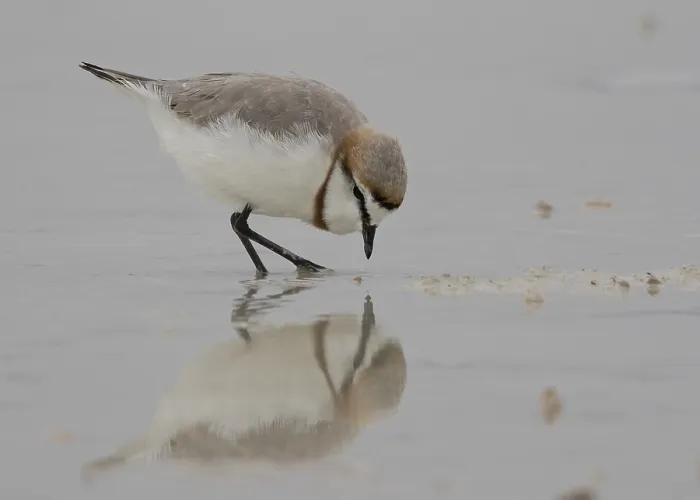 Framed Print : Chestnut-banded Plover (Charadrius pallidus) foraging in the mud