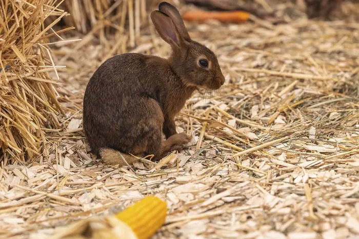 Framed Print : Chestnut-brown Lorraine rabbits Framed Print : Chestnut-brown Lorraine rabbits
