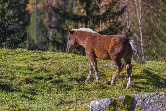 Framed Print : A chestnut colored Noriker horse or Norico-Pinzgauer stands on a sunny paddock
