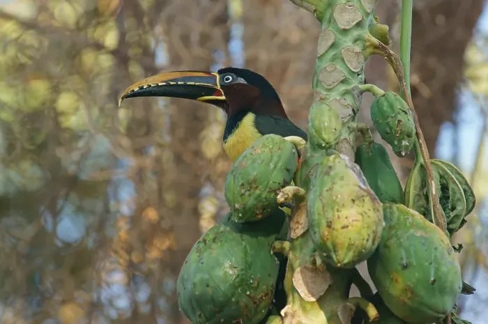 Framed Print : Chestnut-Eared Aracari (Pteroglossus castanotis) on a mango tree