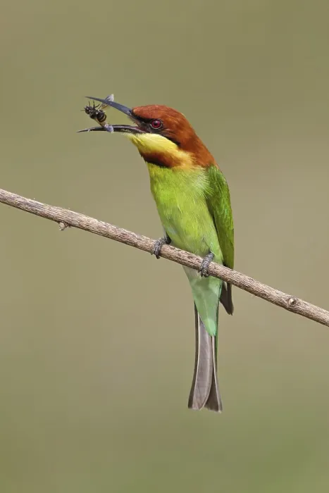 Framed Print : Chestnut-headed Bee-eater (Merops leschenaulti) eating bee Framed Print : Chestnut-headed Bee-eater (Merops leschenaulti) eating bee