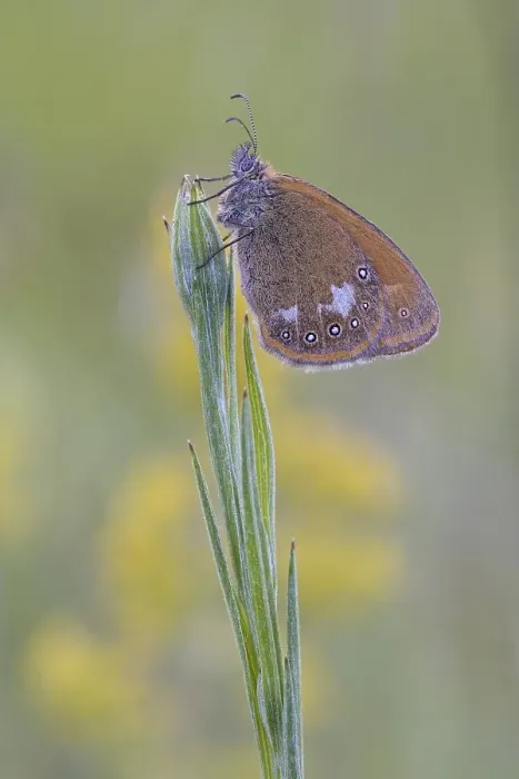 Framed Print : Chestnut Heath (Coenonympha glycerion) is located at Halm Framed Print : Chestnut Heath (Coenonympha glycerion) is located at Halm