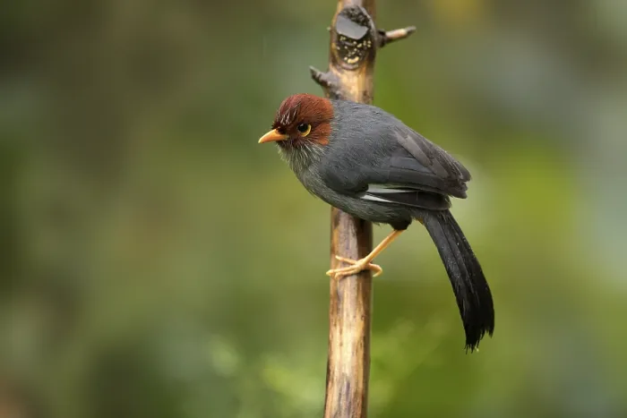 Framed Print : Chestnut-hooded Laughingthrush (Garrulax treacheri) perched on a branch