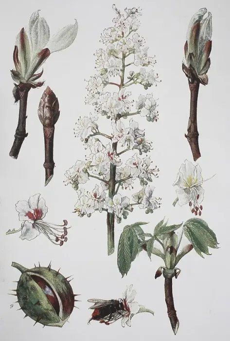 Framed Print : Chestnut, horse-chestnut (Aesculus hippocastanum)