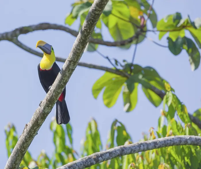 Framed Print : Chestnut-mandibled Toucan (Ramphastos swainsonii) perching on a tree Framed Print : Chestnut-mandibled Toucan (Ramphastos swainsonii) perching on a tree