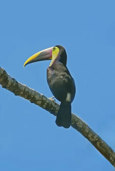 Framed Print : Chestnut-mandibled Toucan (Ramphastos swainsonii) perching on a tree