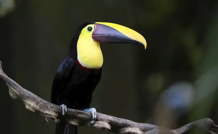 Framed Print : Chestnut Mandibled Toucan on a Vine in the Jungle