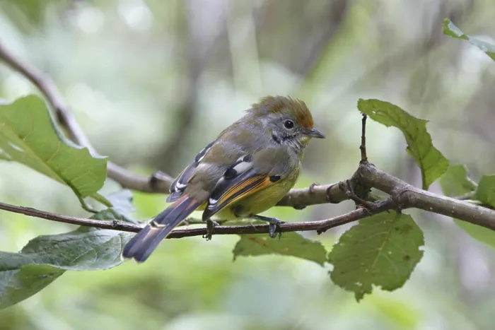 Framed Print : Chestnut-tailed Minla (Minla strigula yunnanensis)