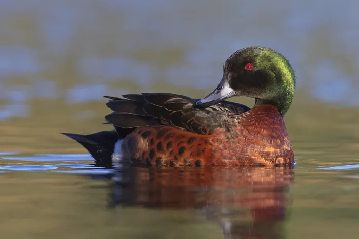 Framed Print : Chestnut Teal (Anas castanea), Victoria