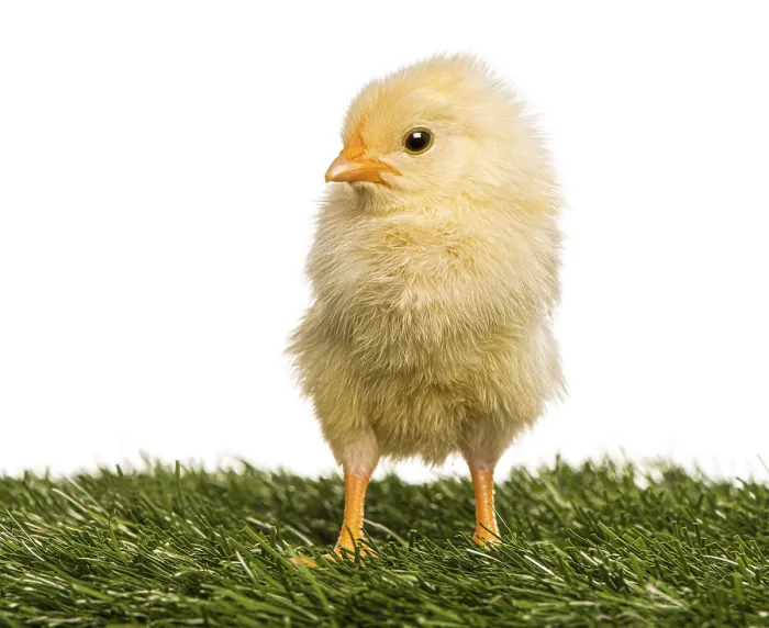 Framed Print : Chick (2 days old) standing in grass Framed Print : Chick (2 days old) standing in grass
